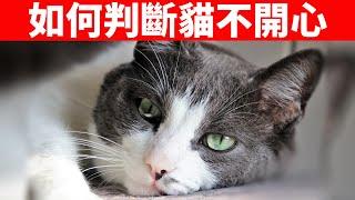 如何判斷貓是不是不開心了？這4種方法一定要知道！【貓咪行為學EP37】