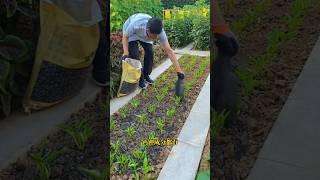 Rice husk charcoal and wood ash can prevent insects and provide nutrients. You can also try it.