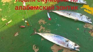 Ловля скумбрии на алабамский зонтик. Рыбалка в Швеции, Балтийское море. Mackerel catching in Sweden.