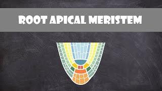 Root Apical Meristem Structure | Plant Biology