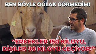 Erkekler 150 Kiloyu, Dişiler 90 Kiloyu Geçiyor! / ANGLO NUBİAN KEÇİLERİ