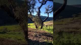 #living in a #farm in central #portugal couldn’t ask for more #farming #countryside #diy #gardening