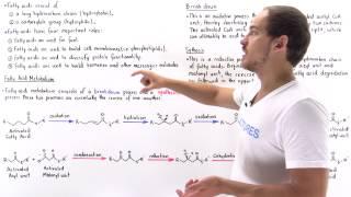 Introduction to Fatty Acid Metabolism