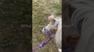 Rosie or Woody? || #feedshorts #equestrian #eq #trending #fypシ゚viral #fyp #fypage #horse #viralshort