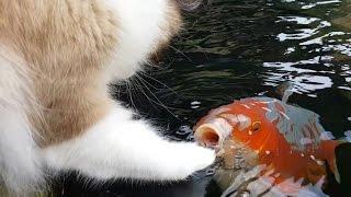 Cute Interaction Between Cat And Koi fish