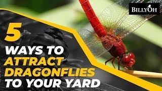 5 Ways To Attract Dragonflies To Your Yard - Nature-Friendly Gardening Hack