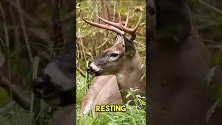 Mindblowing facts about Whitetail Deer to make you a better hunter.