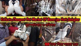 Indian Cheapest Pigeon Market of Banerjee Hatt Pet Market  All About Pigeon Price Updated 