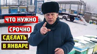 Зимовка пчел Советы начинающим пчеловодам Январь на пасеке