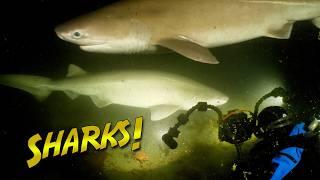 SIXGILL SHARKS swim out of the Abyss!