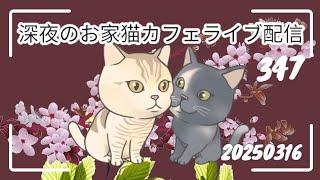 深夜のお家猫カフェライブ配信 ３４７