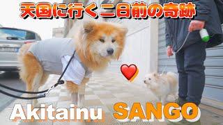 Two days before he went to heaven, Sango, an Akita dog, met the dog he was in love with.