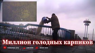 Табуны голодных карпов ищут еду у берега 19окт. 24г. Запорожье