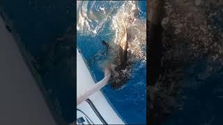 Shark Bites Boat  #sharkattack #sharkweek