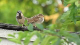 Baby and Daddy Sparrow on the roof !