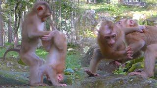 Poor Life of New Abandoned Monkey - Bravo & Nicole try to comfort He but he is very s.ca.red of them