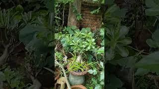 Adenium #shortvideo #shorts #adenium