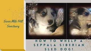 HOW TO WHELP A SEPPALA SIBERIAN SLED DOG!