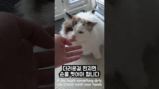 더러운 동물을 만지면 손을 씻어야 합니다