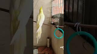  #cockatiel #cocktailparrot #birds #parrot #cute #funny #mabirdcare #talkingparot #cutebird #pets