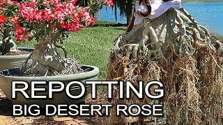 Repotting  Desert Rose  (Adenium Plants) For Bigger Caudex