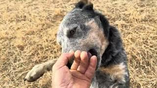 El cuco un perro que no daba un duro por el y vaya que funcionan los Catteldog!!