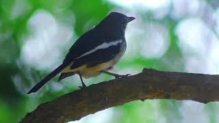 জাতীয় পাখি দোয়েল। National bird Magpie Robin | দোয়েল কেন বাংলাদেশের জাতীয় পাখি @nature_4k_short