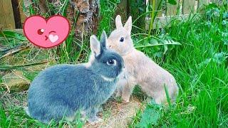 LIVE - Bunny Cam #5 - Bunnies Exploring Garden - Relaxing with our Bunnies - Netherland Dwarf rabbit