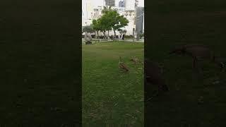 #Israel_ birdds #wonderful_birds