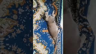 #kitten #cat #pets #funny #funnycatsandnicefish #cute #cutecats #dancingcats #scottishfoldkittens