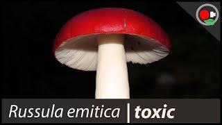 Russula emitica aka. the Sickener | MUSHROOM ID | Retro Mushroom Week #6