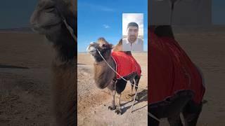 QOZOQ YO'LIDA G'AROYIB TUYA UCHRADI