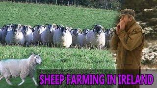 Sheep Farming in Ireland  --   Rare Breeds of Sheep