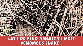 Join me to find the Eastern Diamondback Rattle Snake.  The most venomous Snake in North America!