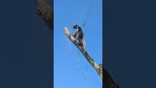snap cut w/ husqvarna T435 chainsaw vs. silver Maple #treeclimbing #arborist #chainsaw