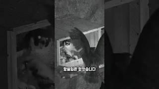 낮에 건드린 대가, 올빼미가 끝까지 쫓았습니다