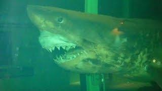 The Dark Truth Behind Rosie The Abandoned Great White Shark