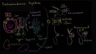 Endomembrane system | Structure of a cell | Biology | Khan Academy Hebrew