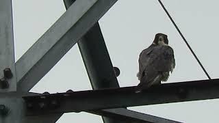 12/08/24 Two Peregrine Falcons Kent Wa 2413-163