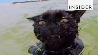 Cat Can't Get Enough Of Swimming At The Beach