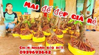 Phôi mai đế đẹp  giá rẻ 1/11 #chịNhí0939693642 |MaivàngThanhTâm