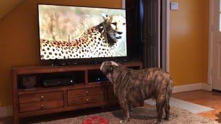 Bulldog Sees Cheetah On TV, Calls Sister For Backup