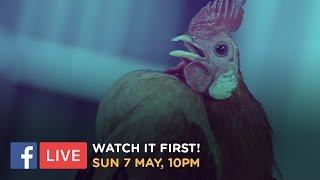 Chicken Beauty Pageant 7 May 10pm | JumpCut Asia