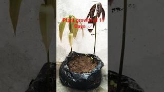 Plant growth of 17 Days #shorts #plants