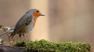 Robin Bird in forest | Free stock footage | Free HD Videos - no copyright