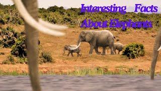 Interesting Facts About Elephants #wildlife #Elephant#ElephantFacts#SaveTheElephants