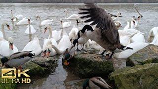 Swans, Geese, and Ducks Feeding Frenzy – Relaxing 4K Wildlife Video