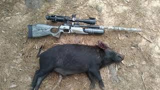 FX Crown .25 cal Airgun Hog Hunt Texas