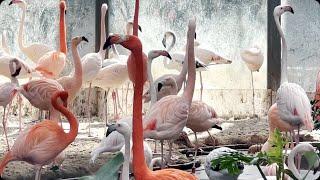 These Flamingos Have Sweet Dance Moves!