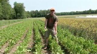 Organic Green Wave Mustard Seed Production